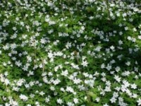 /album/fotogallerij/witte-bosanemoon-jpg/